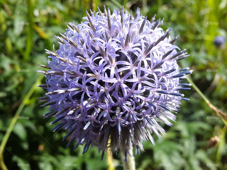 purples petals