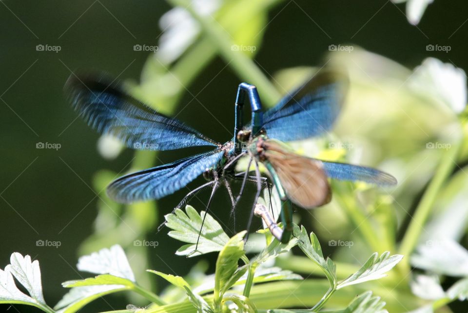 Damsel fly 