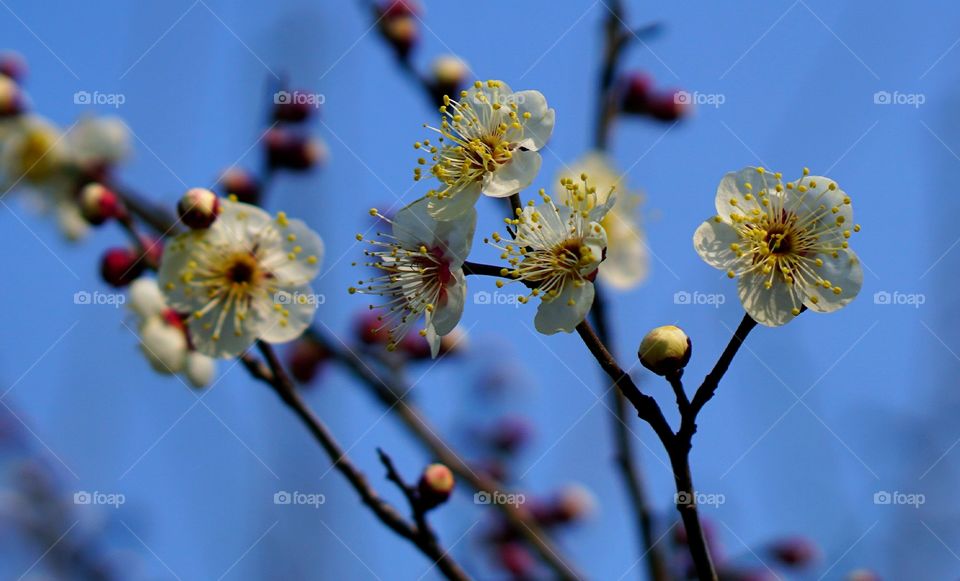 Flower, Nature, Cherry, Tree, Flora