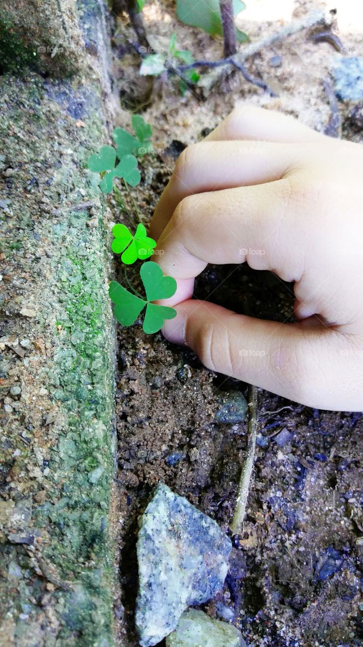 vividly green clover