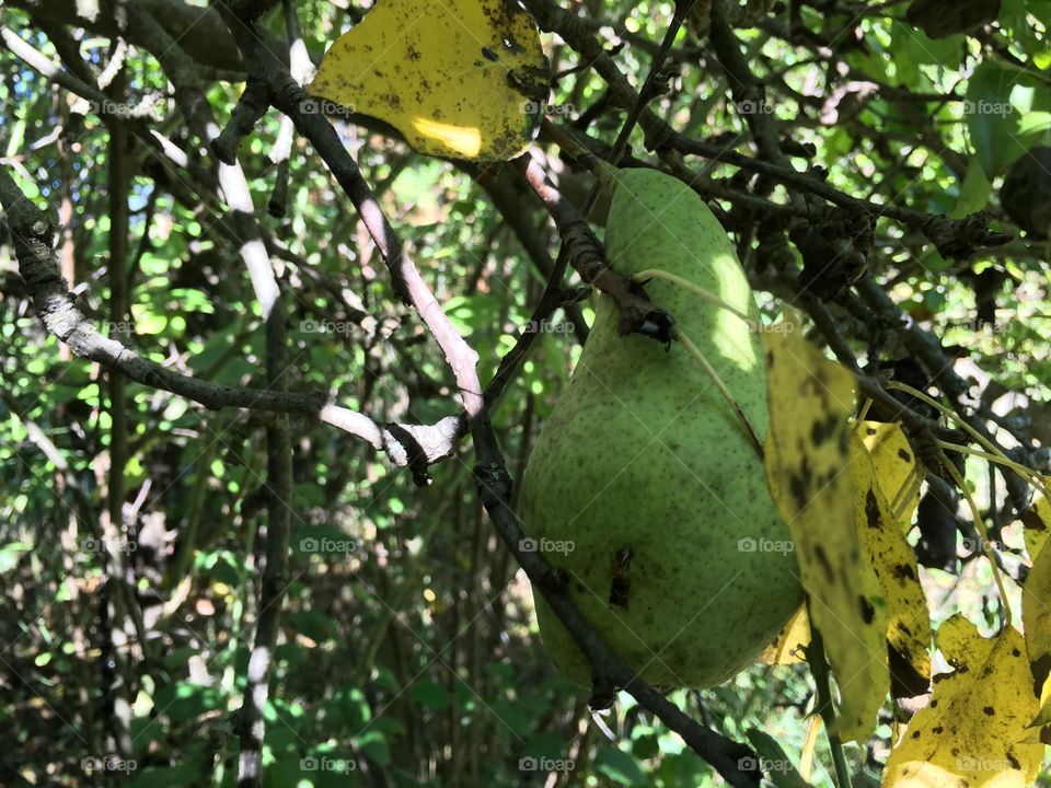Pear on a tree