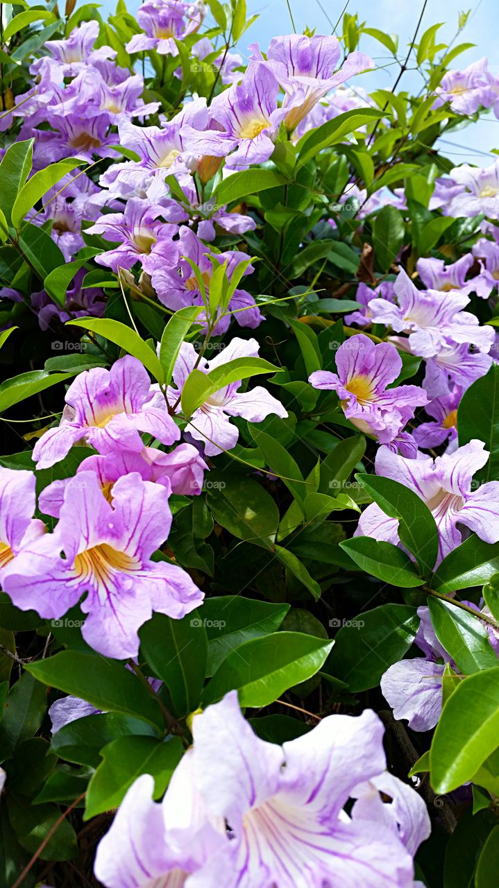 Morning Glory . Lavender morning glory climbing vine 