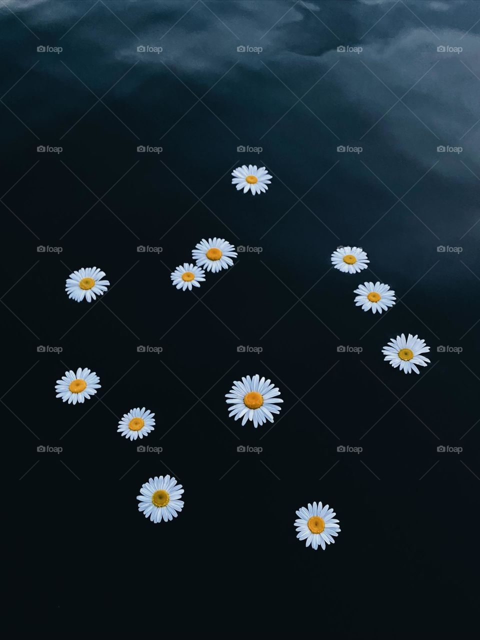 Daisies floating on water