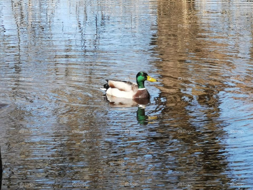 A single male mallard on a pond with reflection in the water