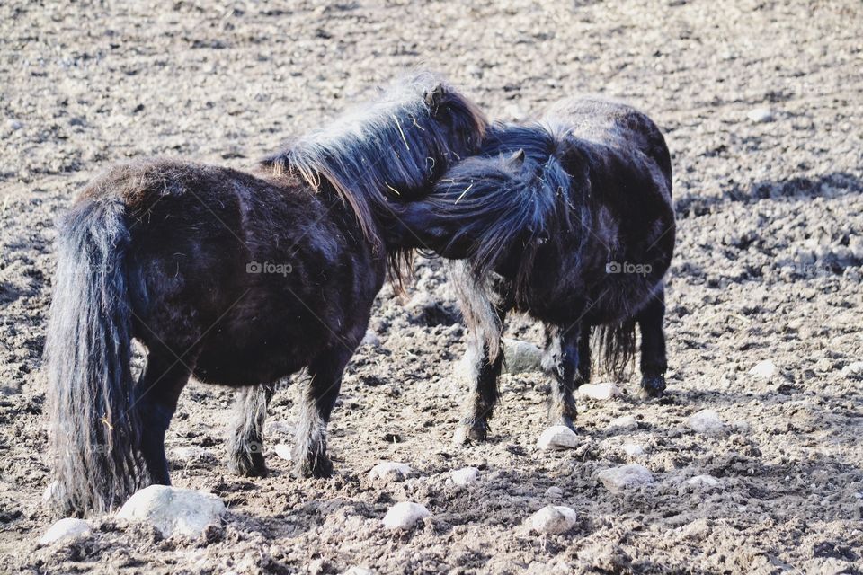 Cute pony horses scrubbing each other