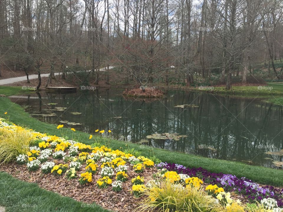 Field of daffodils