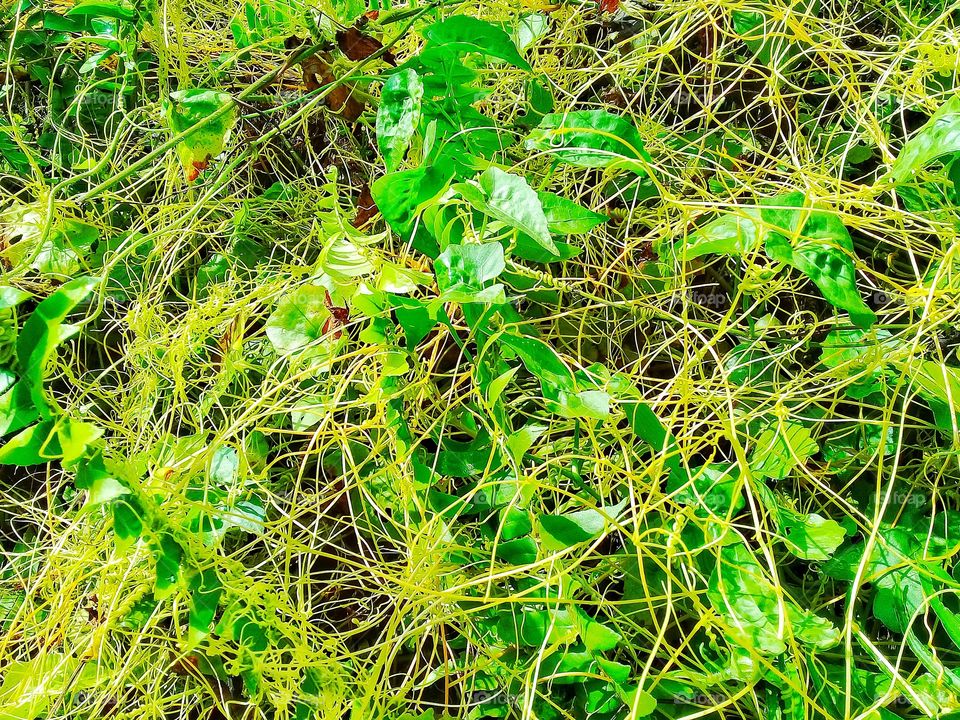 Cuscuta sp.is a long yellow plant function to control natural weeds such as asystasia and mikania micrantha.Central Kalimantan Indonesia on December 7.2019