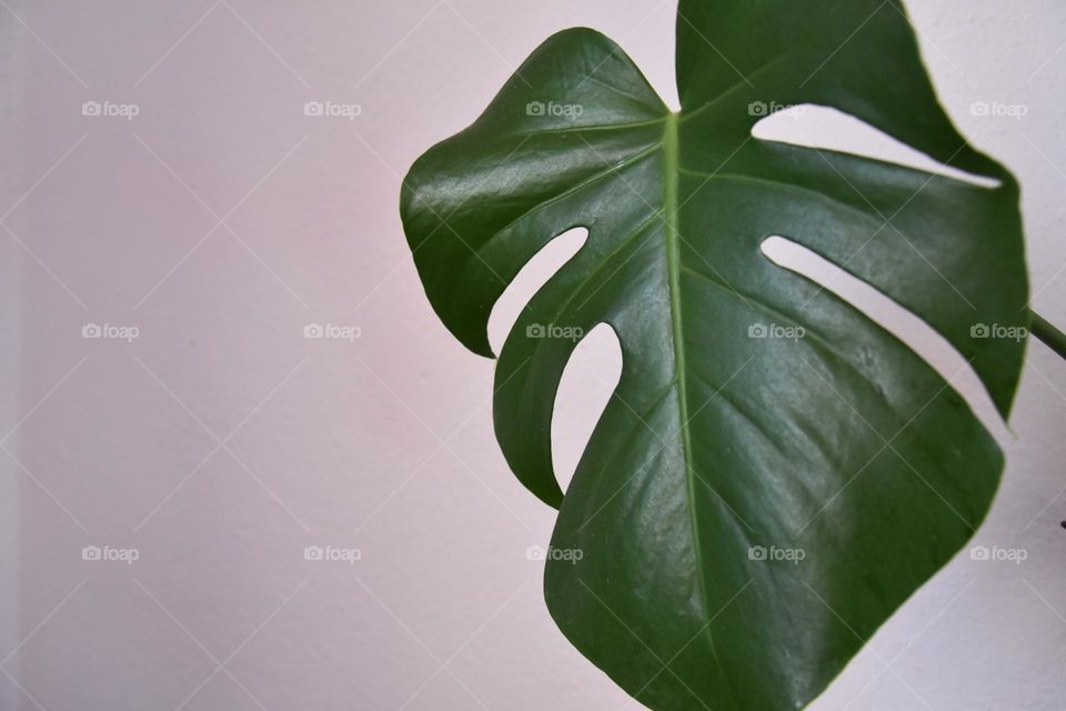 Monstera leaf