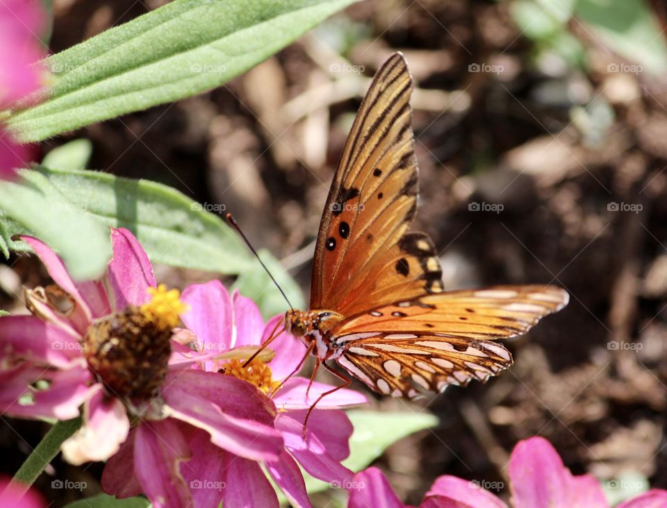 Beautiful Winged Butterfly