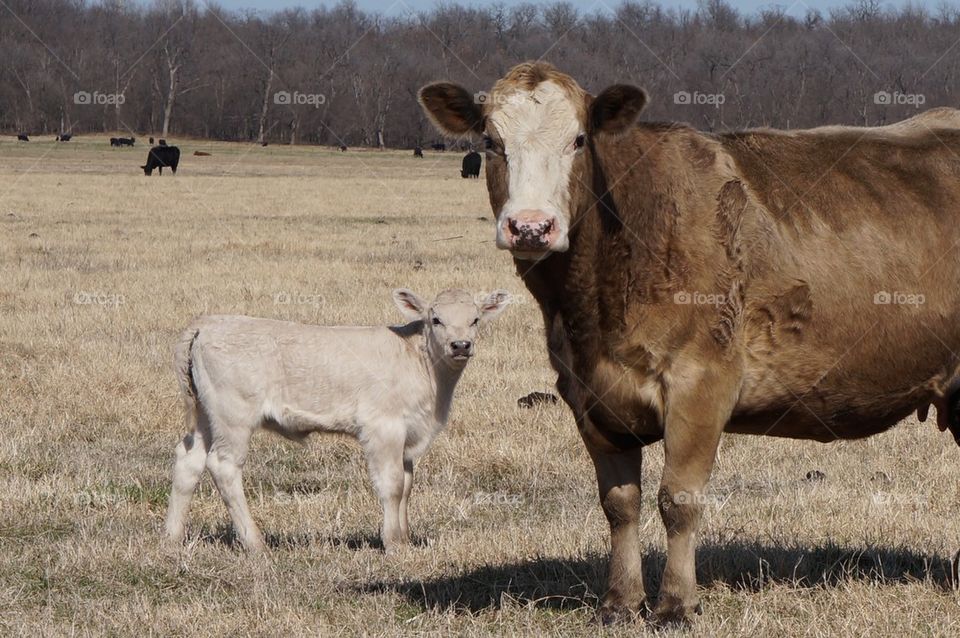 Cow mother and calf