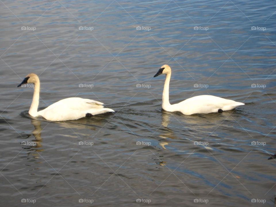Swans in Bali