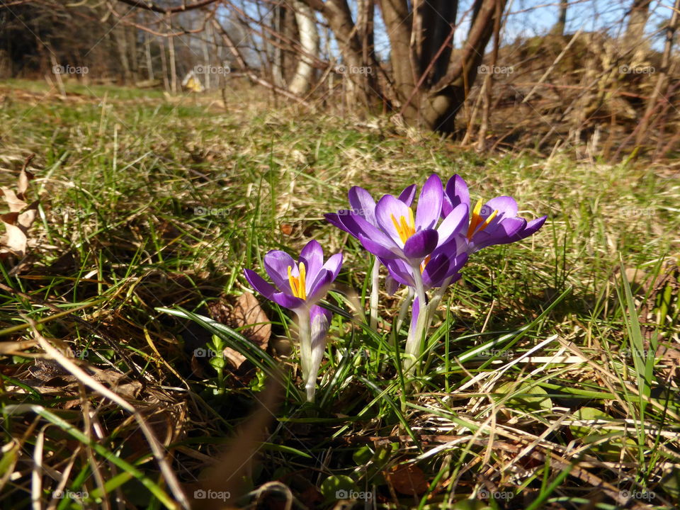 Crocus in the green grass