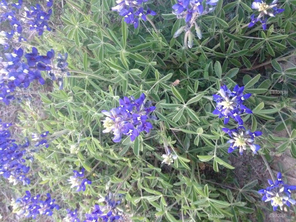 Blue bonnets