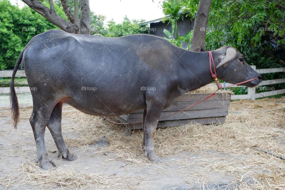 Thai buffaloes are tied to a wooden pole. The ground had straw for eating and sleeping.