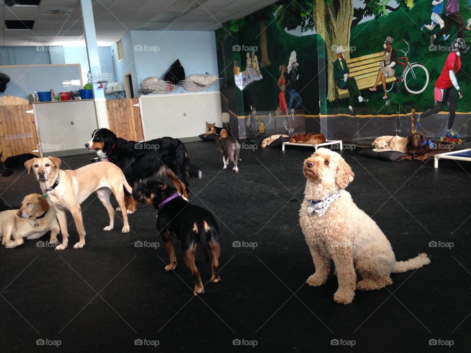 Indoor dog park