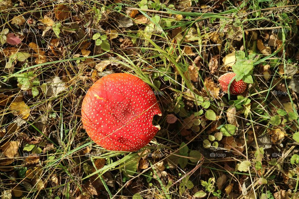 Мухоморчики🍄🍄