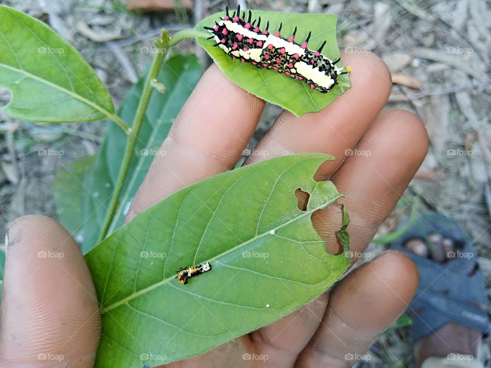 Insect, the leaf eater.