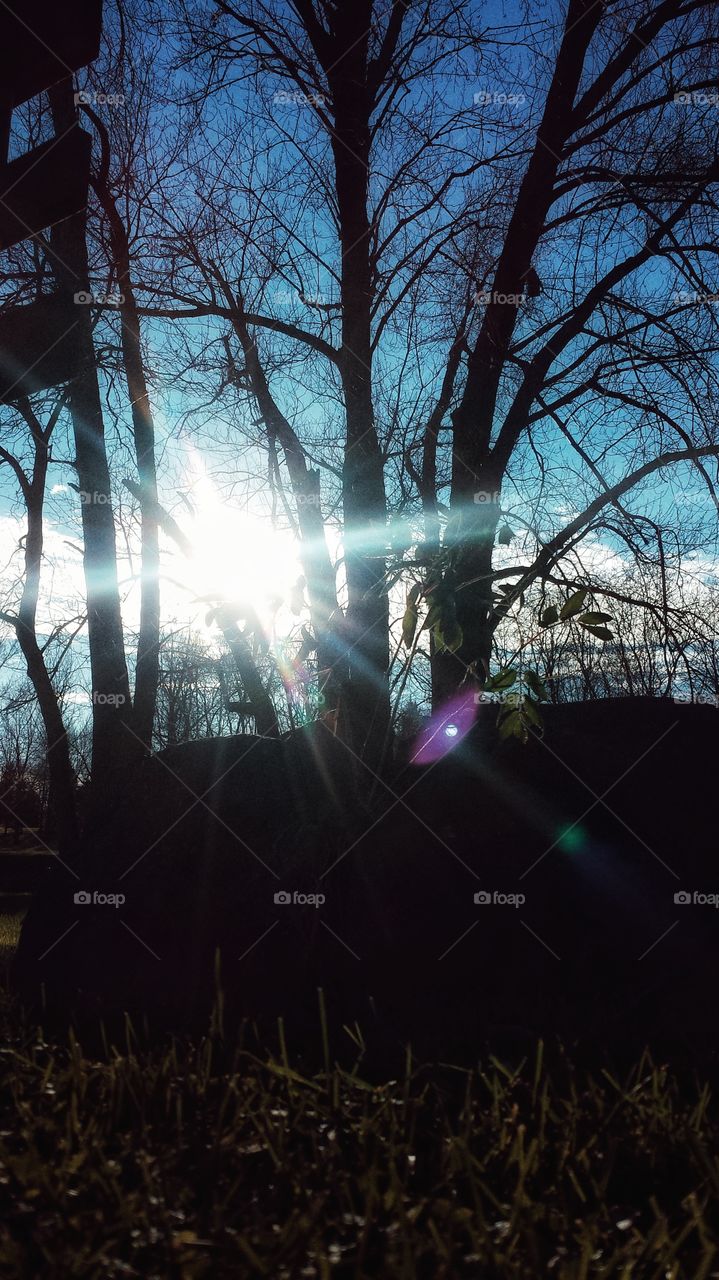 Silhouette of tree