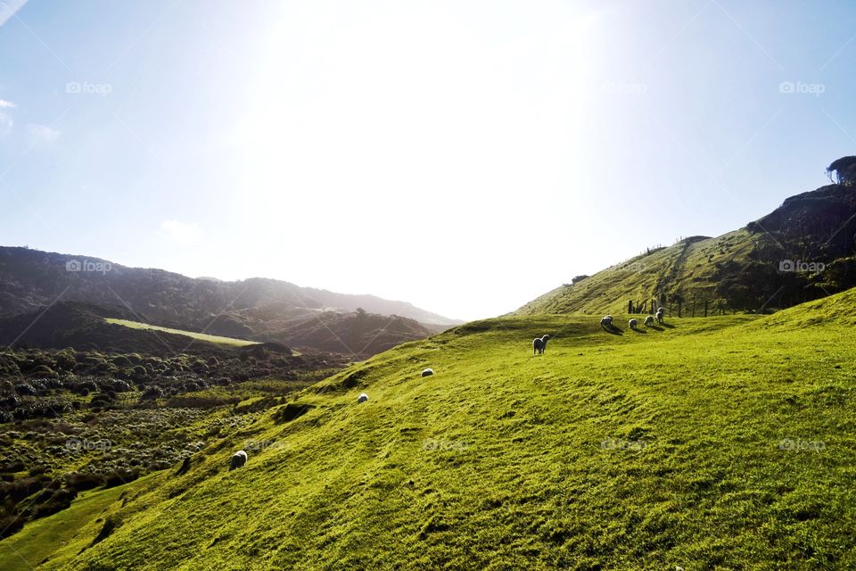 New Zealand Grasslands