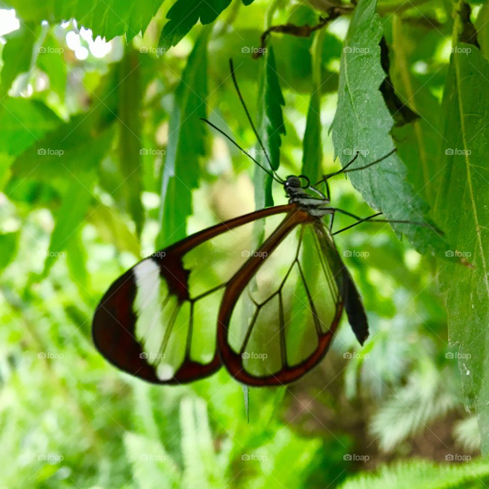 Glasswing beauty 