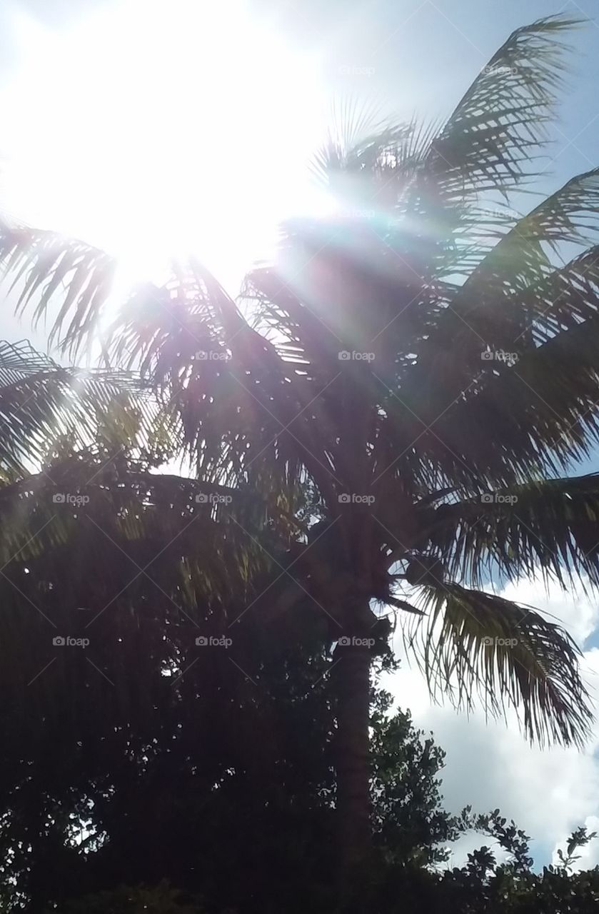 Palm with sun