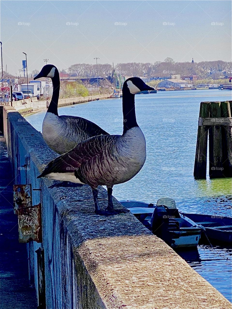 Inspired by the flamingo in the “Tiffany” lamp I thought this gem motif of two large geese posing on the wall by the “E River” beneath the “Pulaski Bridge” at “Newtown Creek” would be the perfect choice for my next picture. 2023. Hypnotic Productions