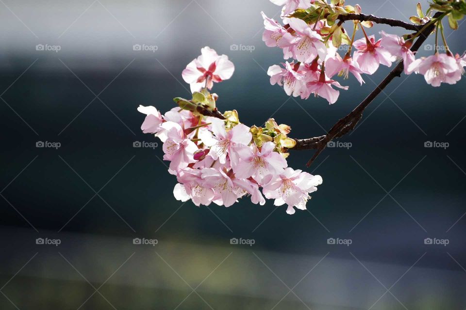 Plum Blossom in Japan