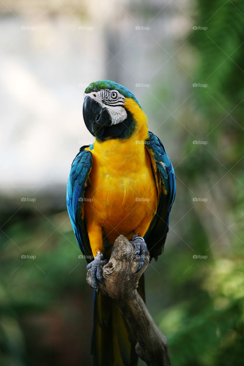 Macaw parrot 