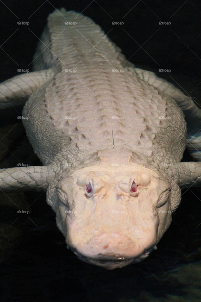 Albino crocodile 