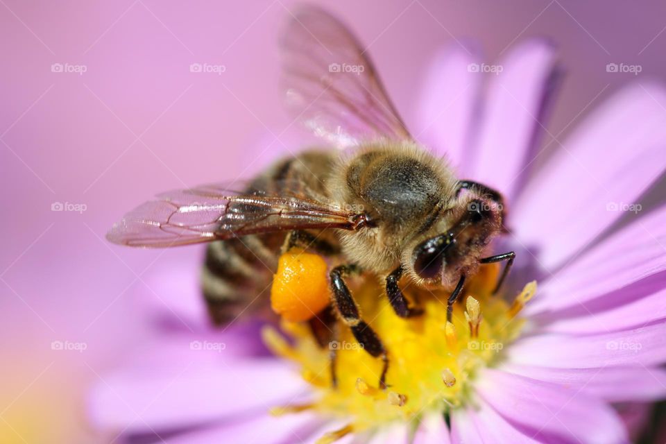 Honey bee