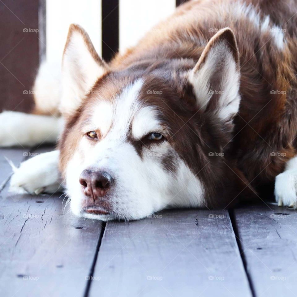 husky laying on a deck
