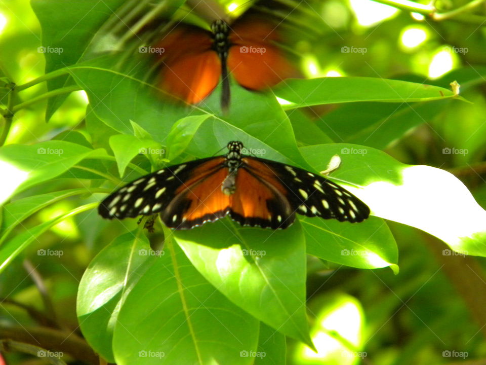 Butterfly Mating Dance