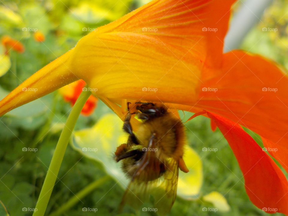 Cute and cuddly bumble bee 