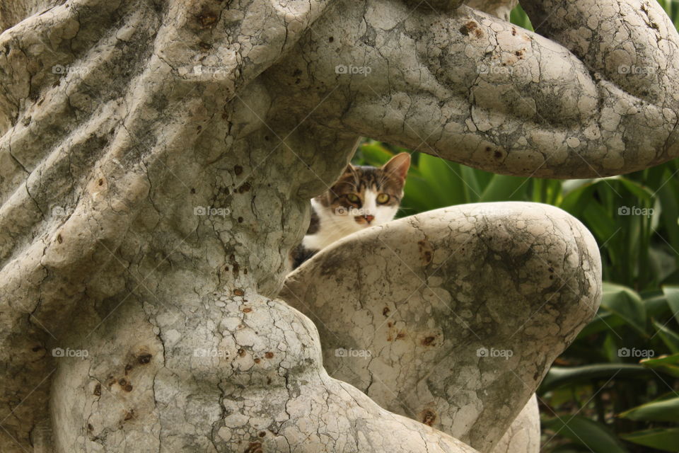 small cat hiding behind statue