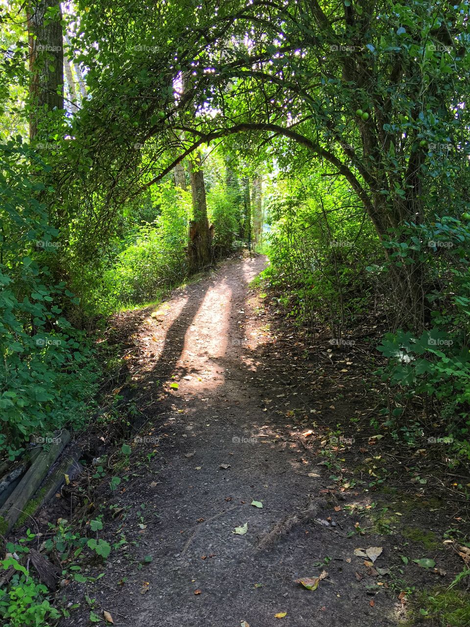 Path in shadow 