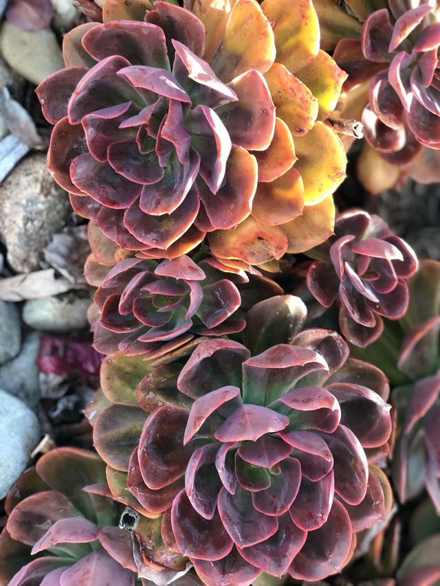 Amazing snd Stunning Colorful Succulents, Reds snd Golds great for a landscape Marketing and Ads.