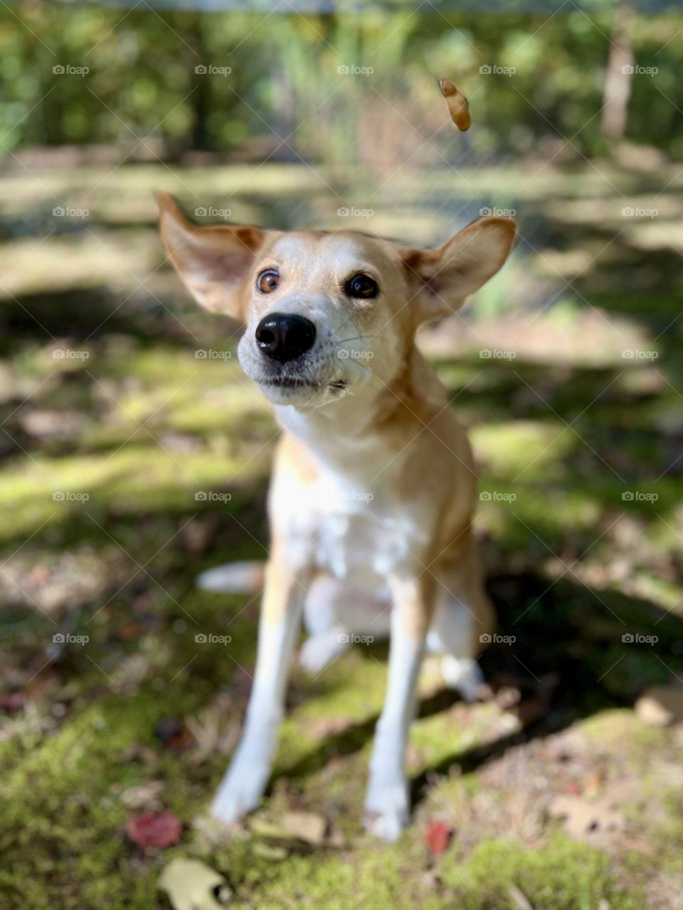 Pet dog in backyard with wide ears and surprised expression. Cute face on cute animal.