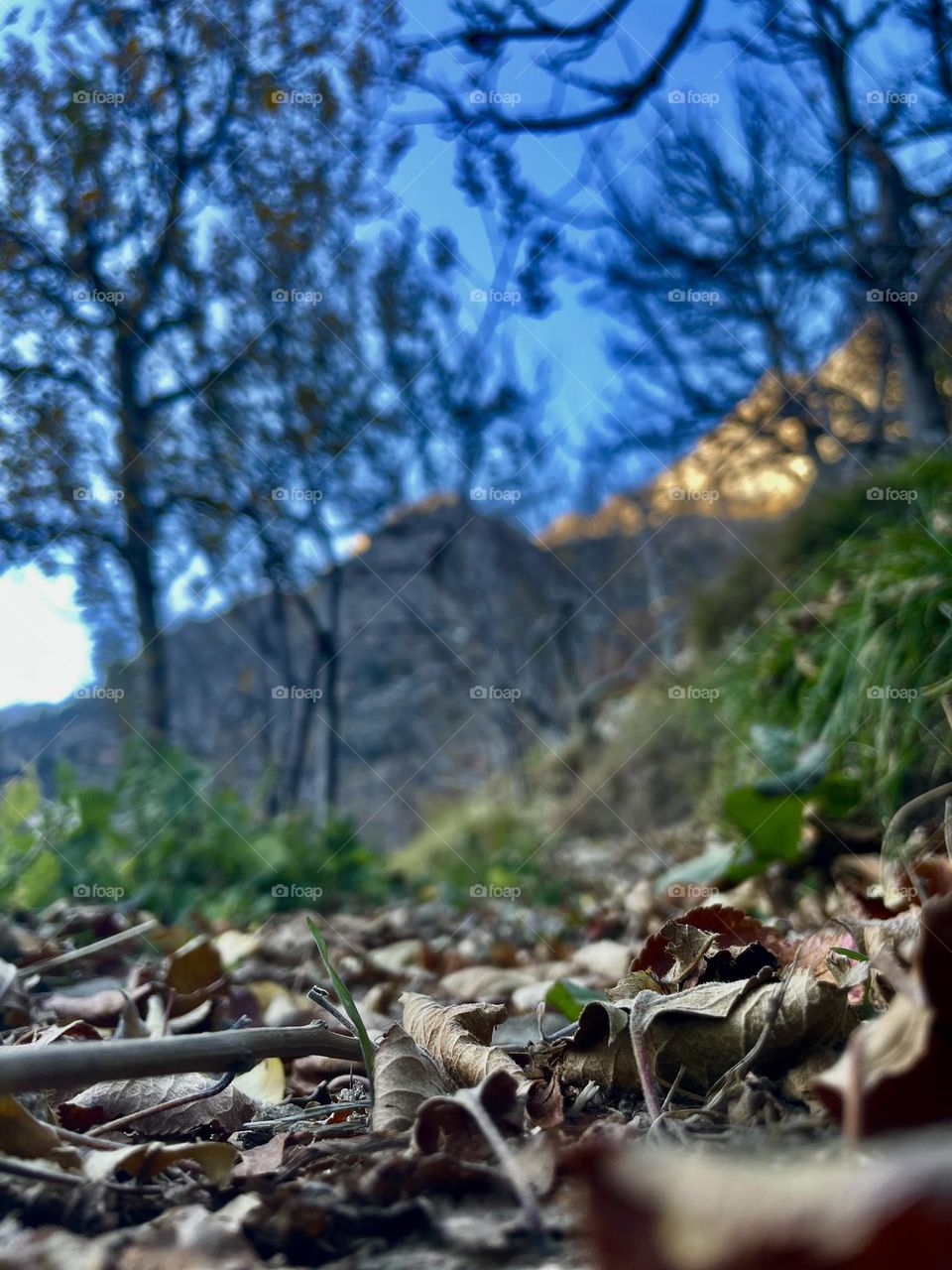 Fall’s way to greenary 