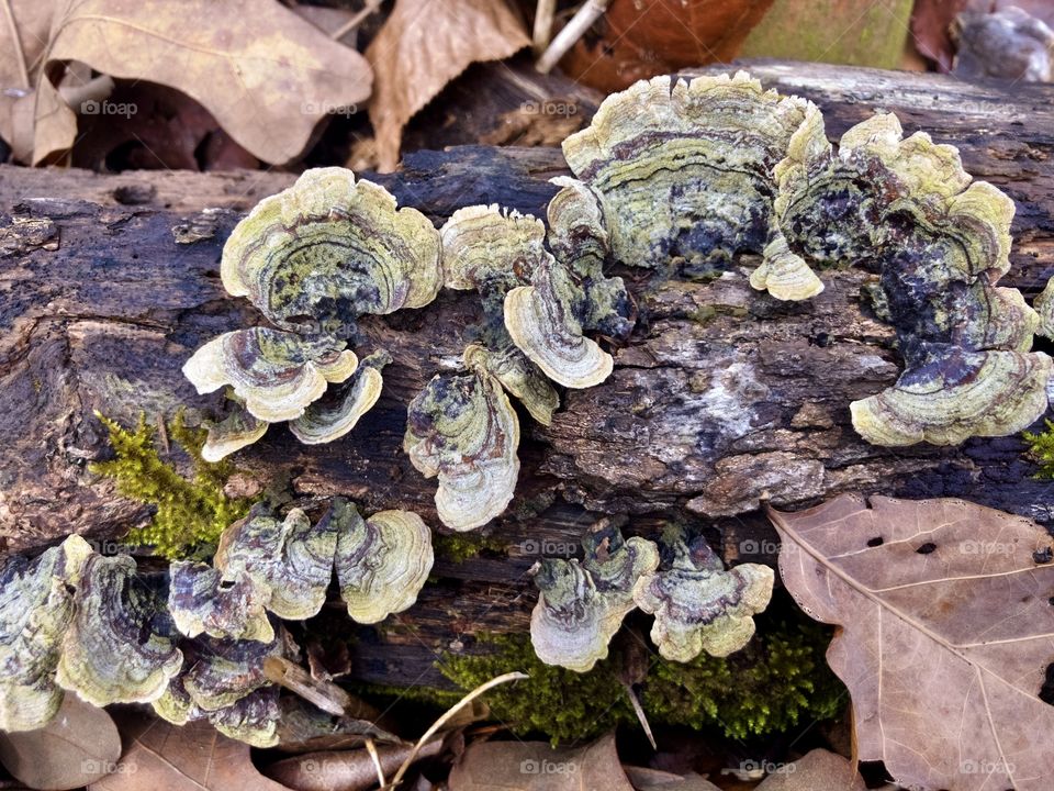 Closeup of fungi on log and fallen trees 