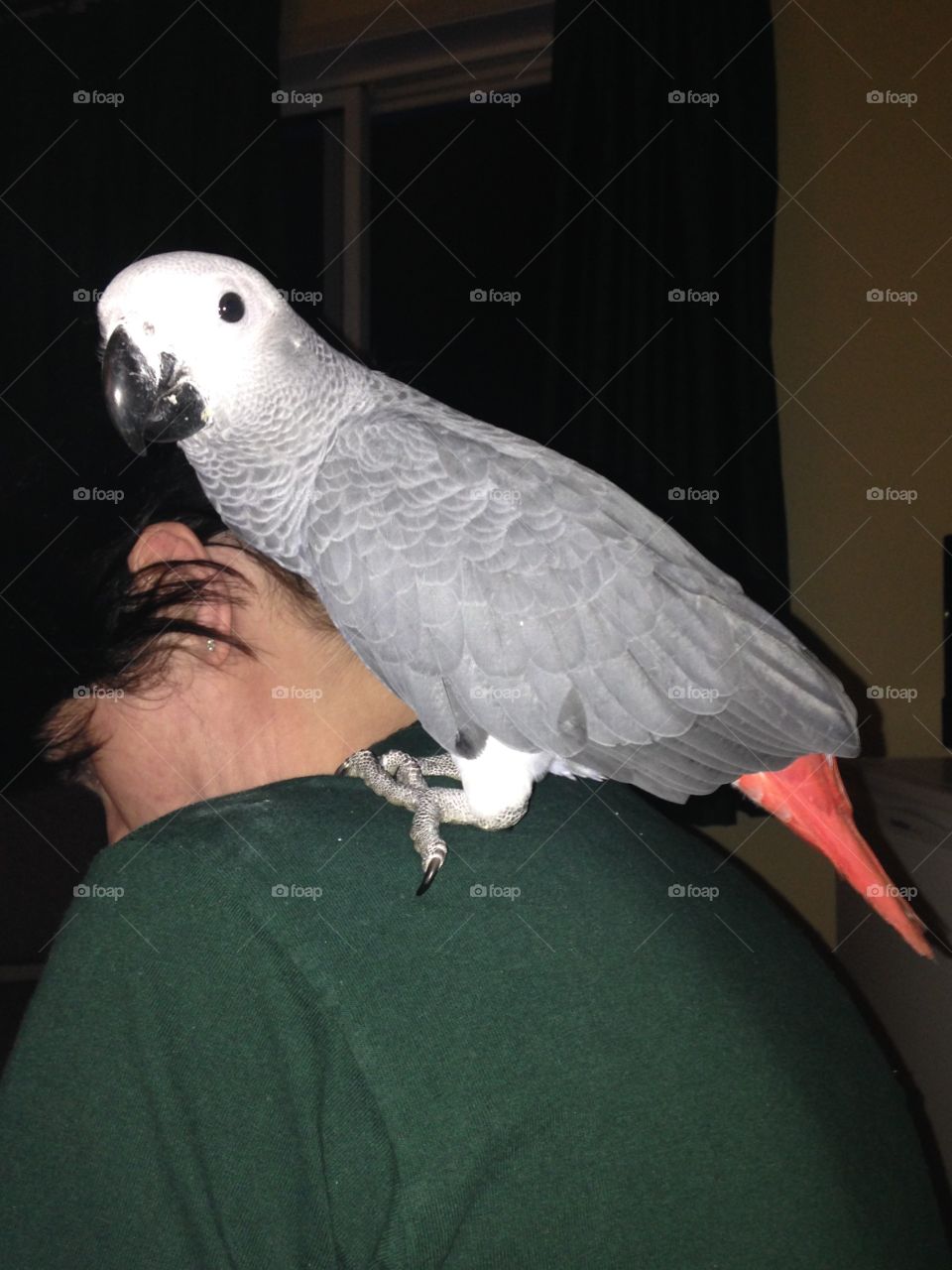 African grey on my back 