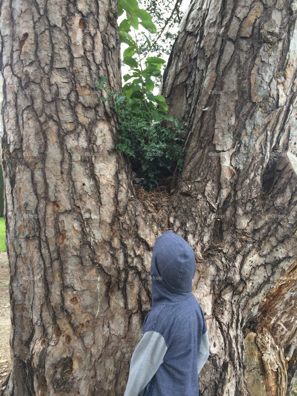 Old conifer tree with self seeded plants in bough of trunk.