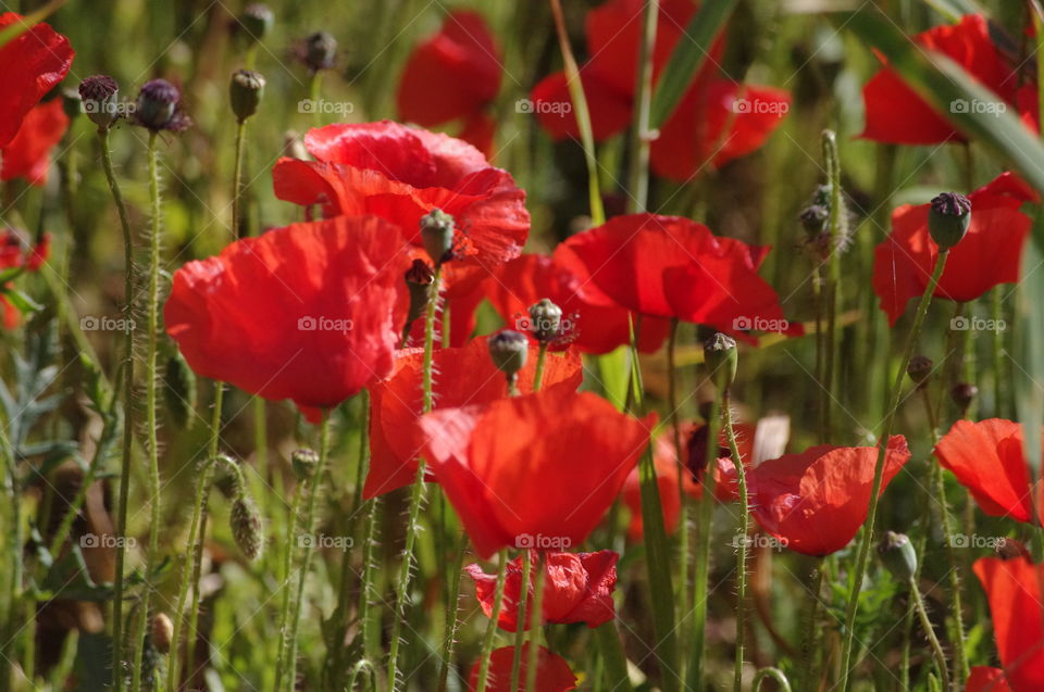 Poppy field