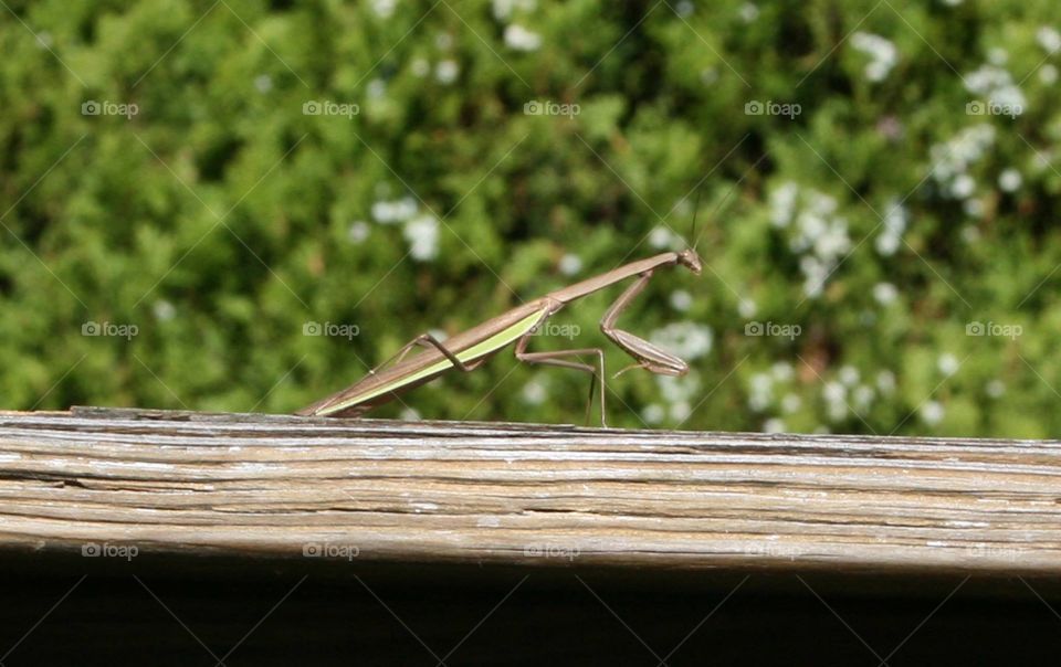 A praying mantis I found on my back deck.