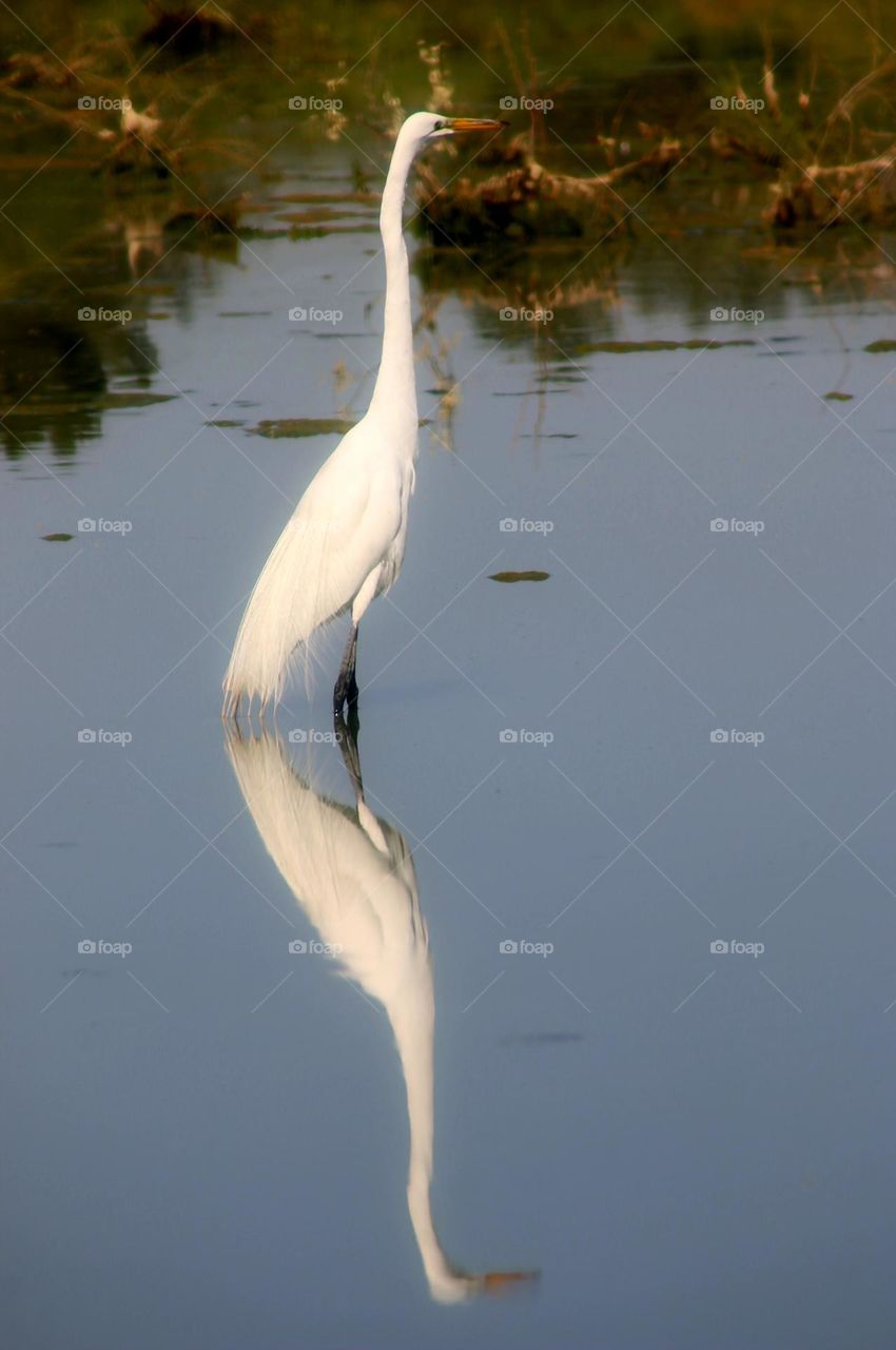 Reflection of Great White Heron