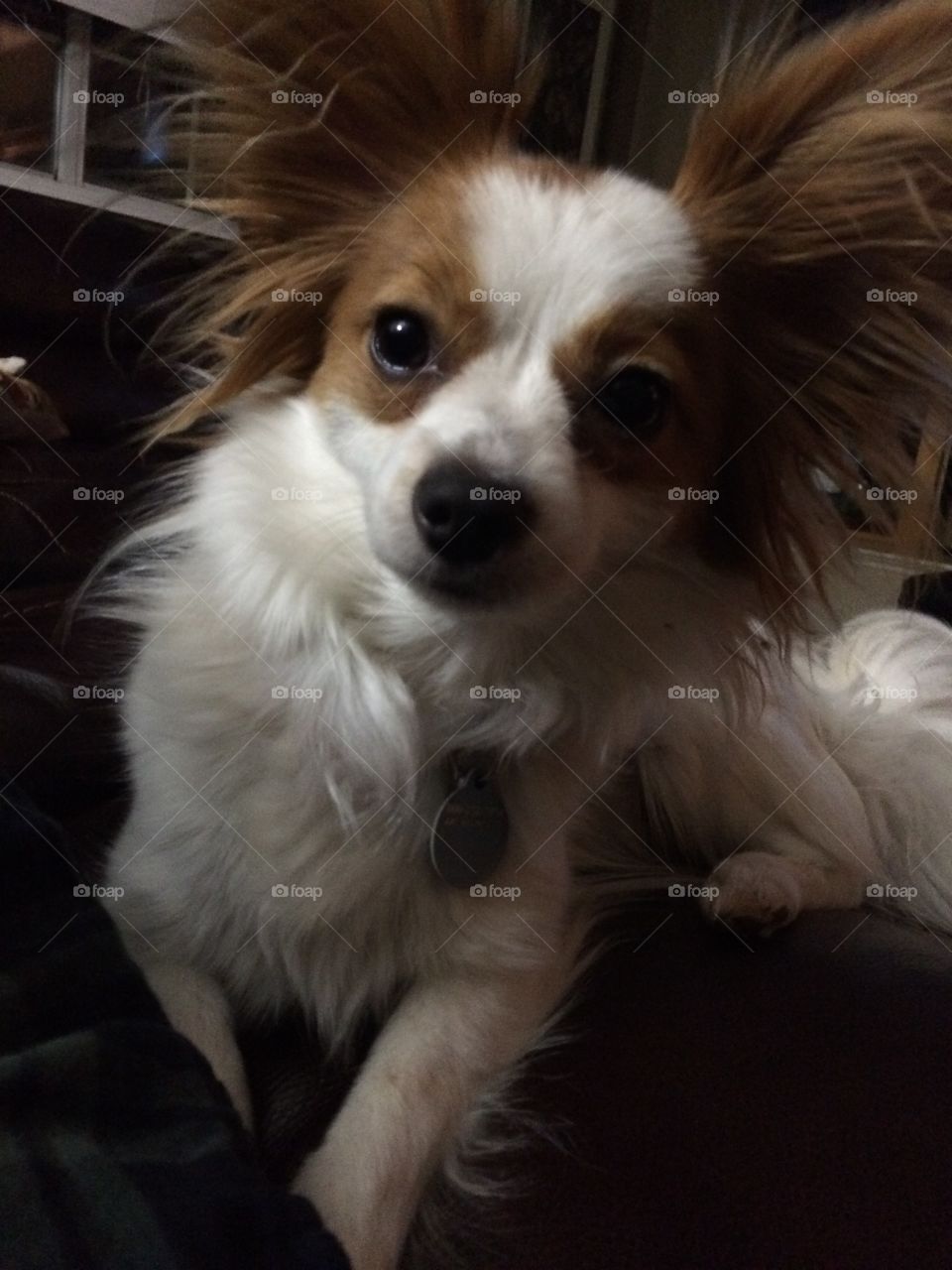 Papillon puppy 