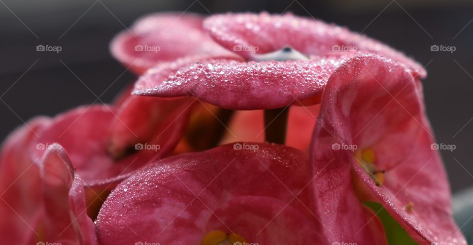 tiny dew drops on pink flowers