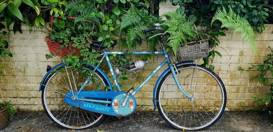 beautiful blue bicycle with greenery