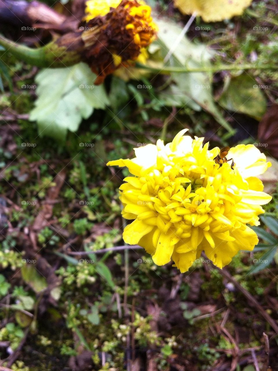 A bee on a yellow flower