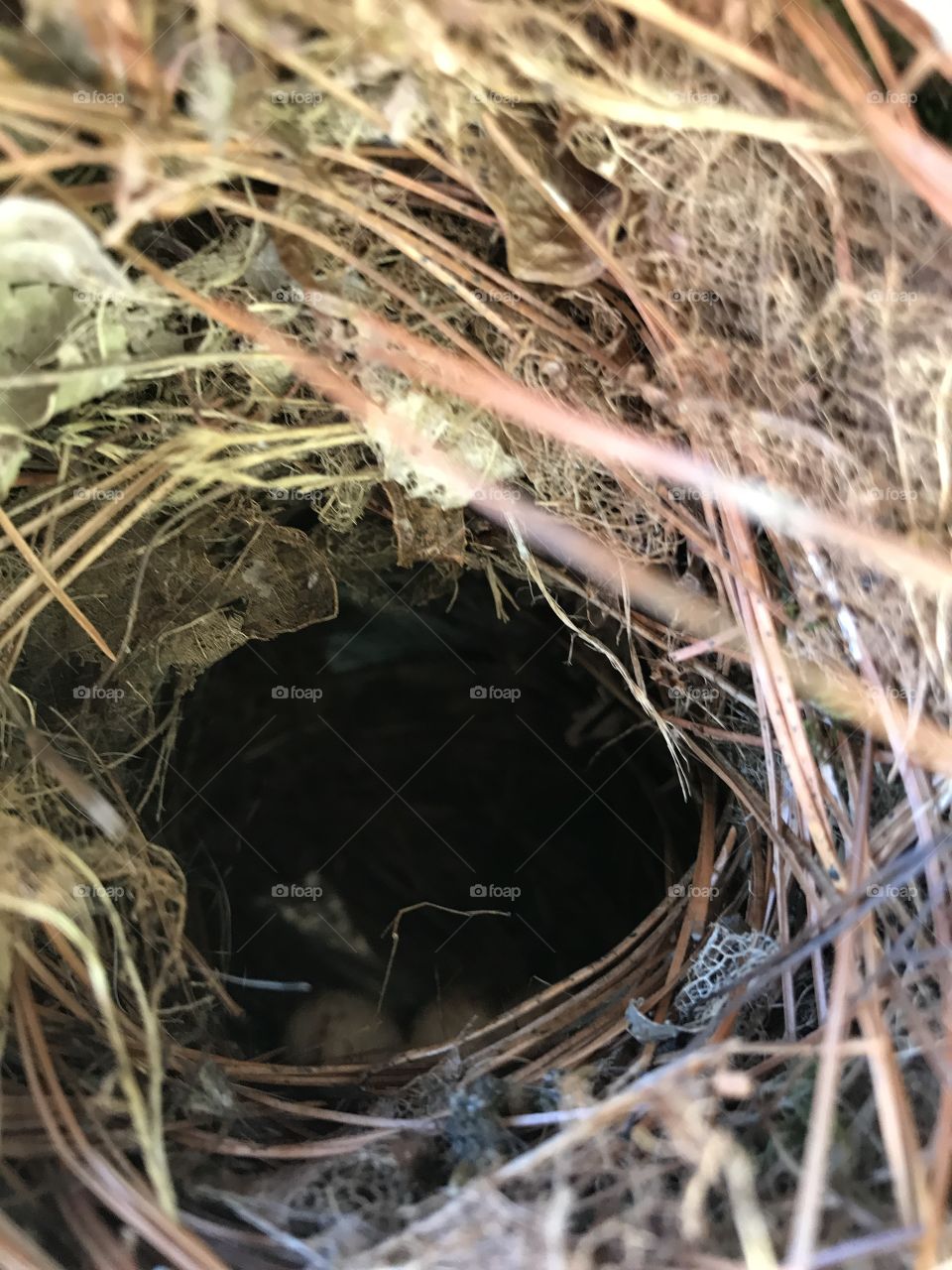 Nest