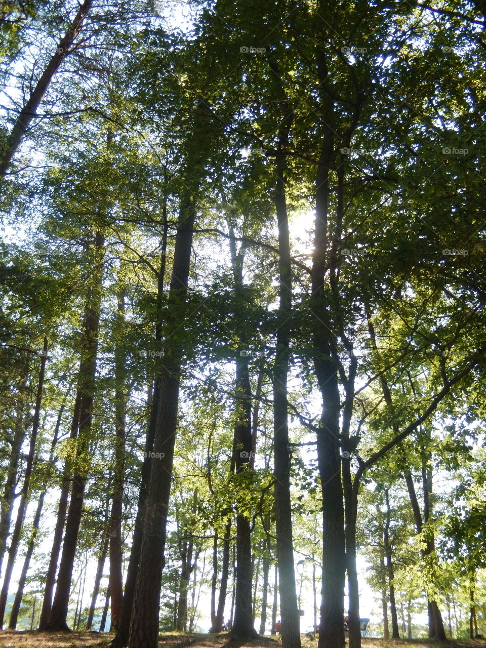 sunlight between tree